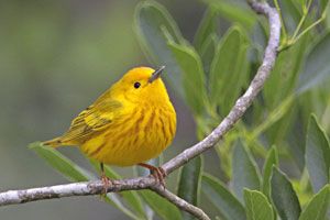 yellow warbler male and female