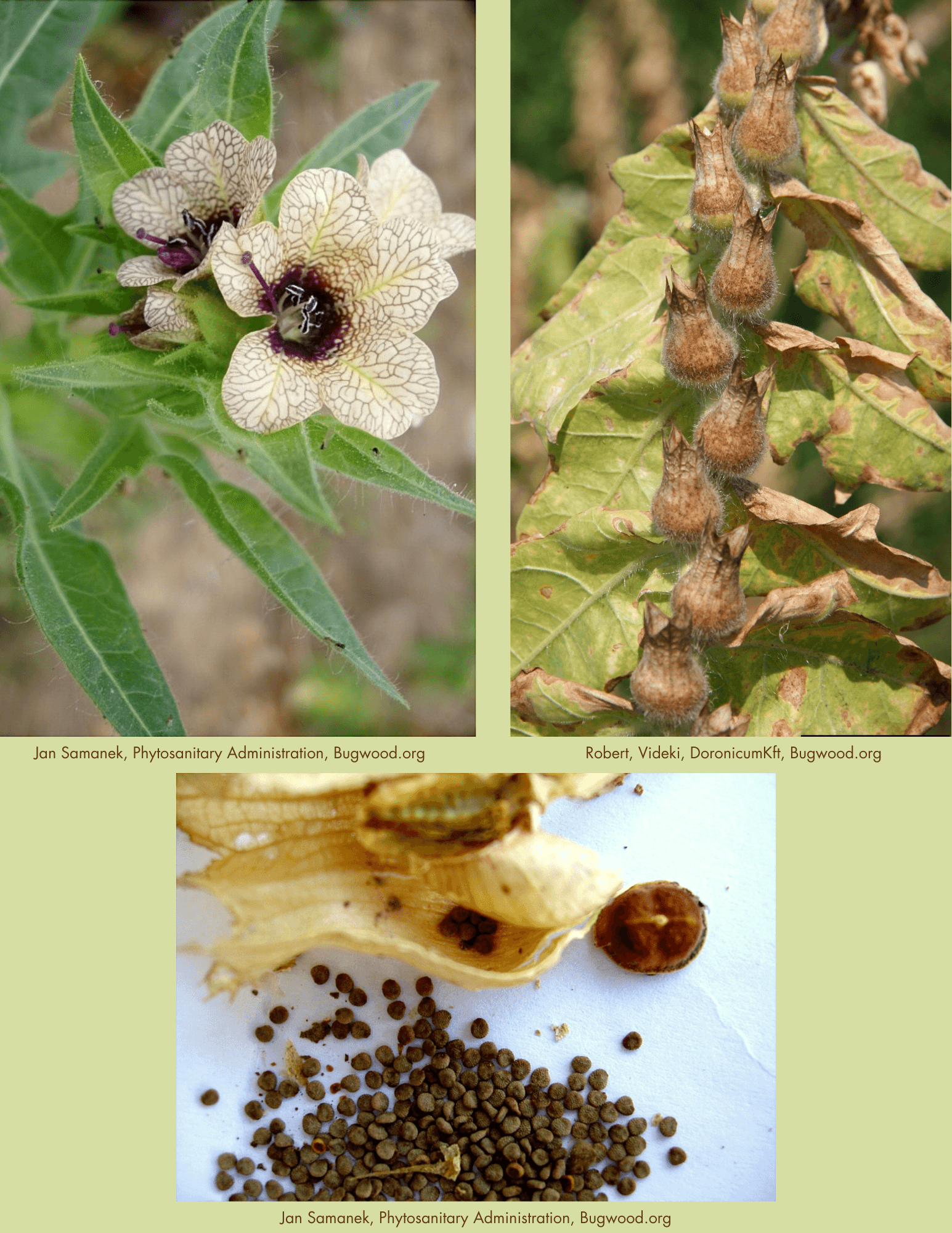 Black Henbane