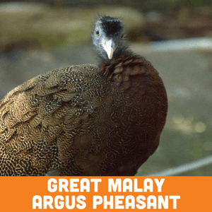 Great malay argus pheasant