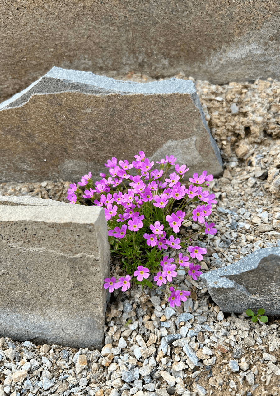 Rocky Mountain Gardens