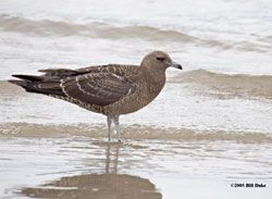 Pomarine Jaeger (first fall juvenile)