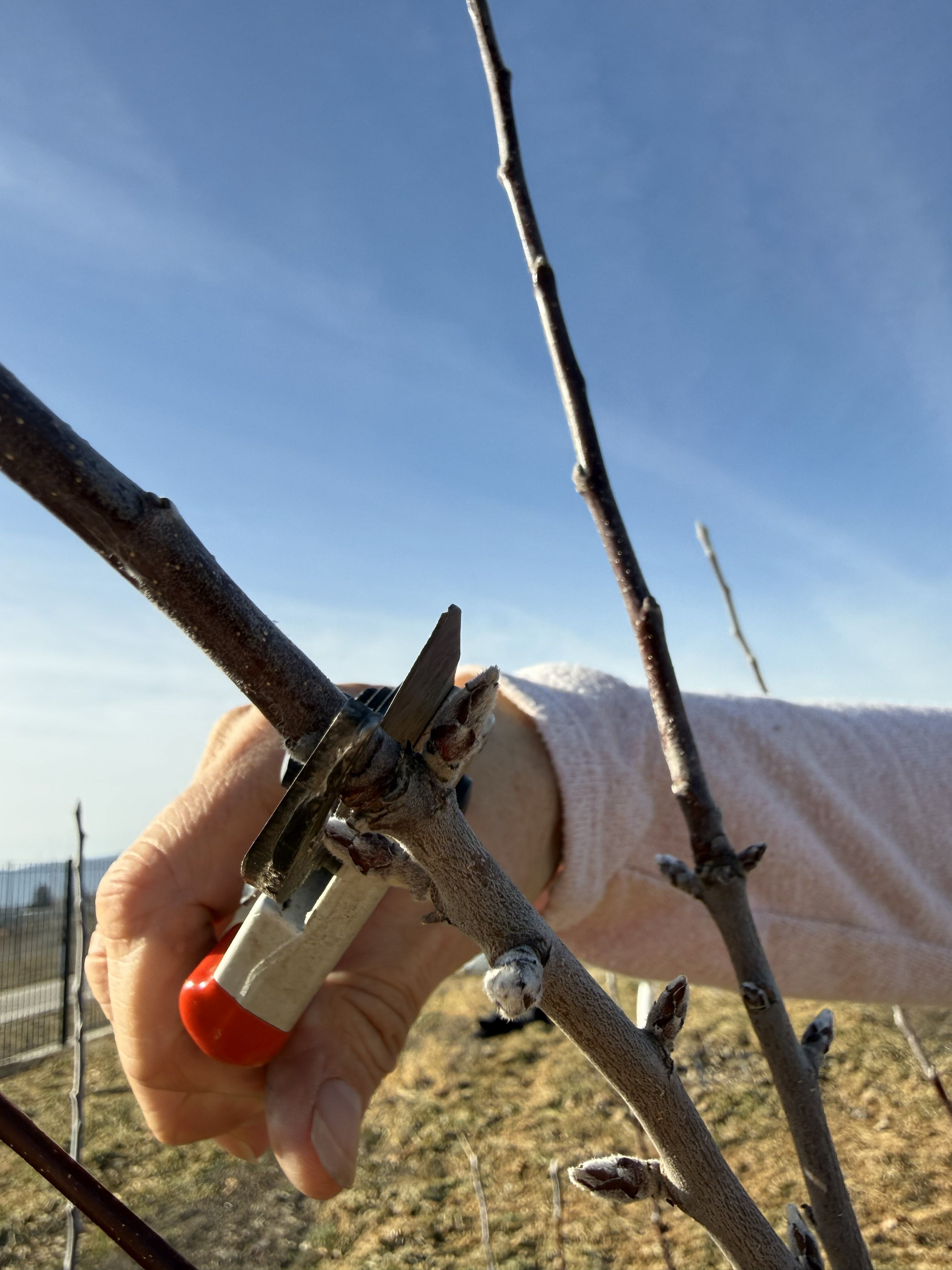 Spring is an ideal time to prune your fruit trees.