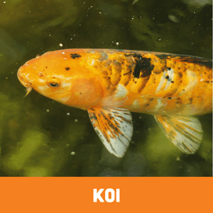 Koi