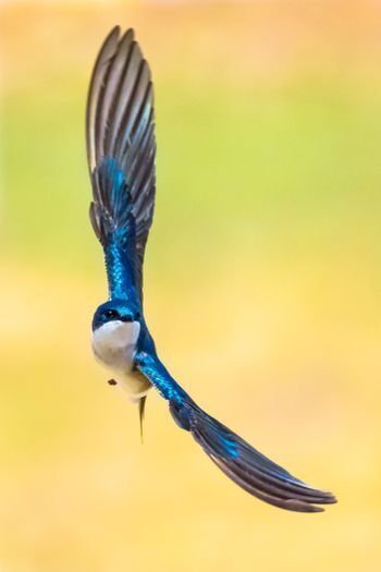 Zoomed-in shot of a Tree Swallow
