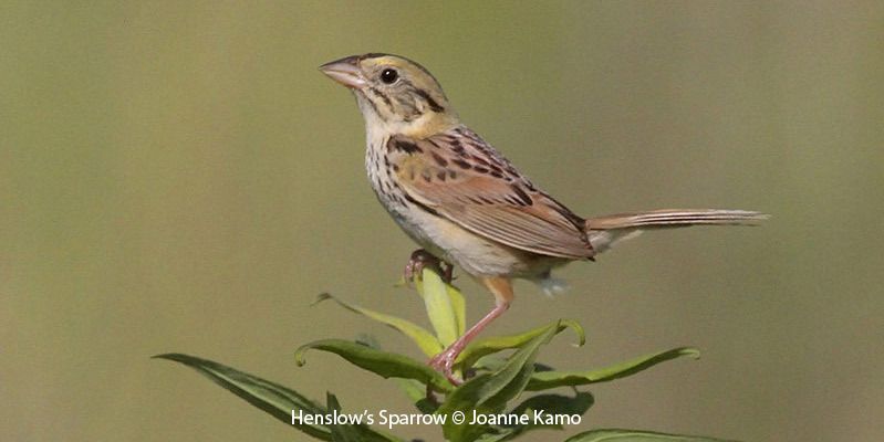 Henslow's Sparrow