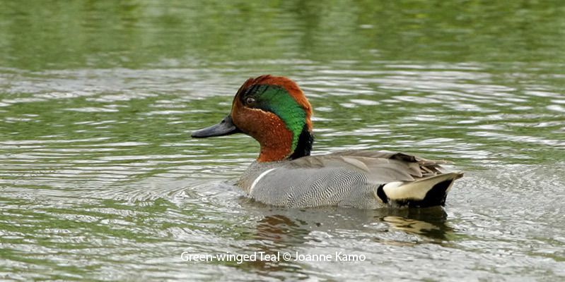 Green-winged Teal