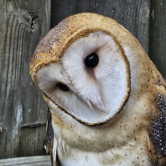 Barn Owl
