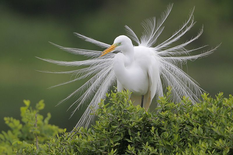 Great Egret Adult's Feather Plumes