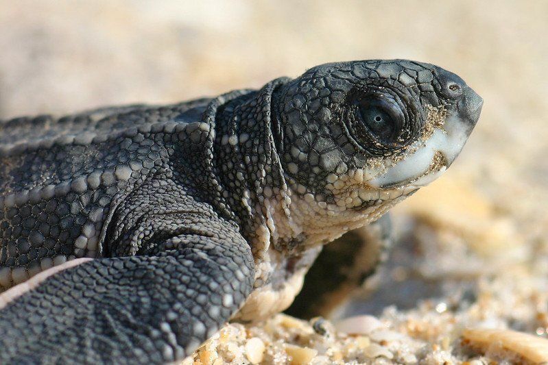 Baby sea turtle face with close up on its eye
