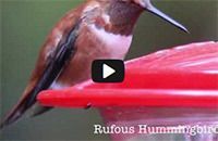 Hummingbirds with Houston Audubon