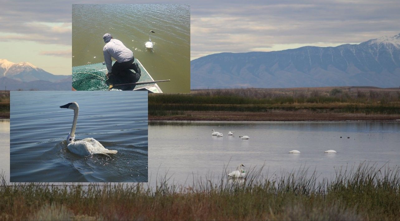 Why are Trumpeter Swans not flourishing southeast Idaho?