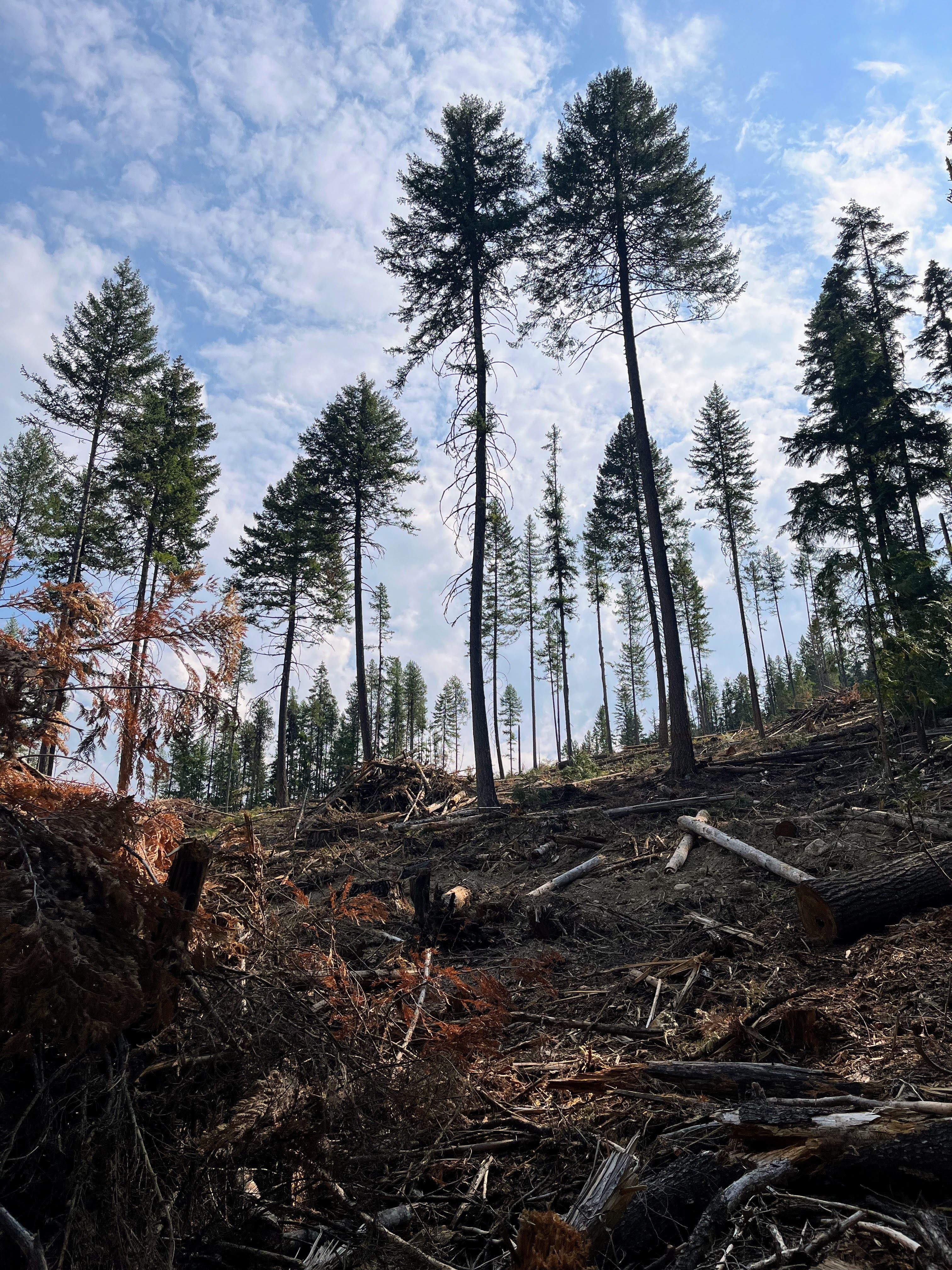 How The Forest Regrows