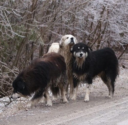The Great Pyrenees Dogs