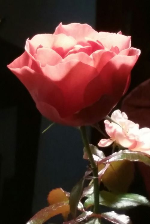 "Garden Rose" - Lindarae Shearer