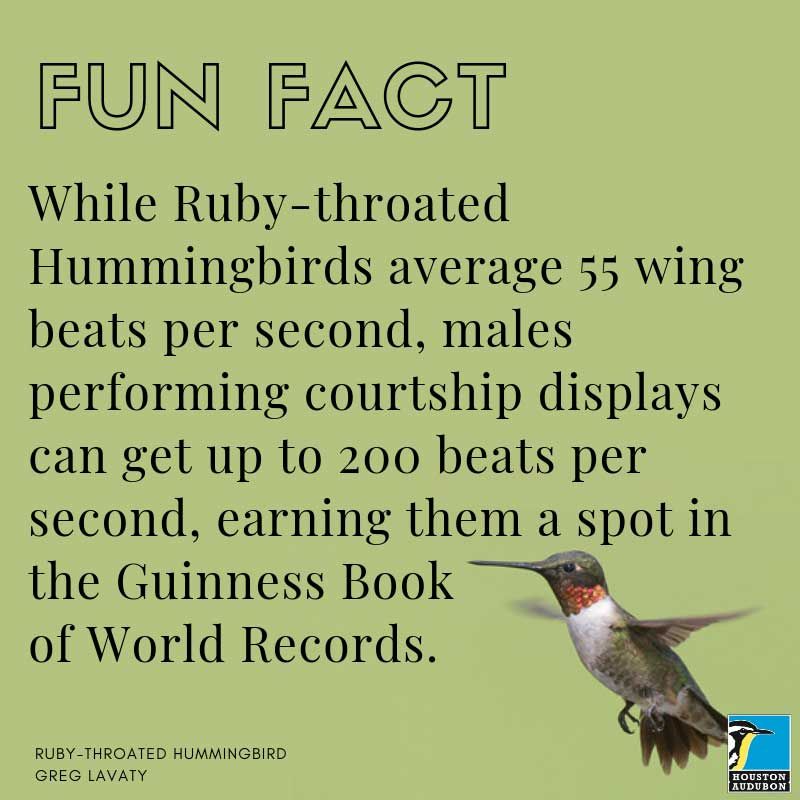 Male Ruby-throated Hummingbird