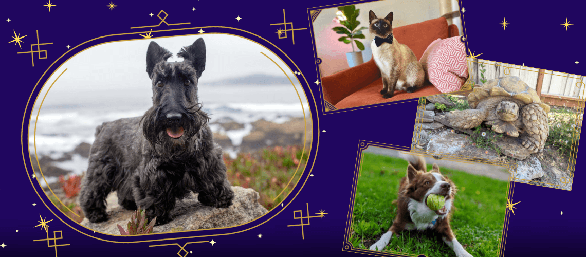 2025 Calendar of Superstar Pets