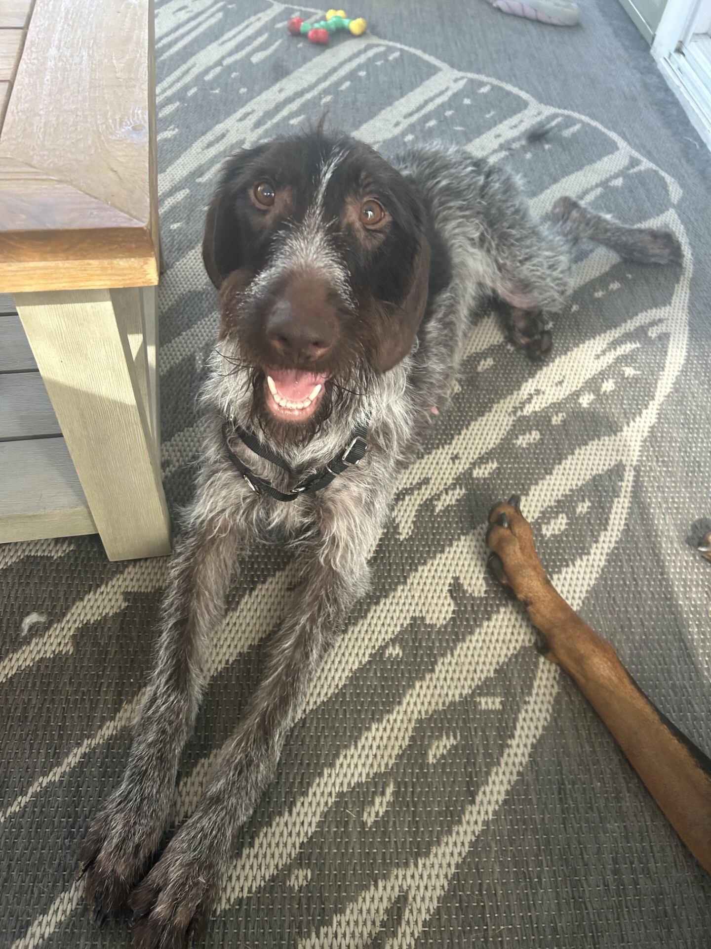 Gretchen - ADOPTION PENDING