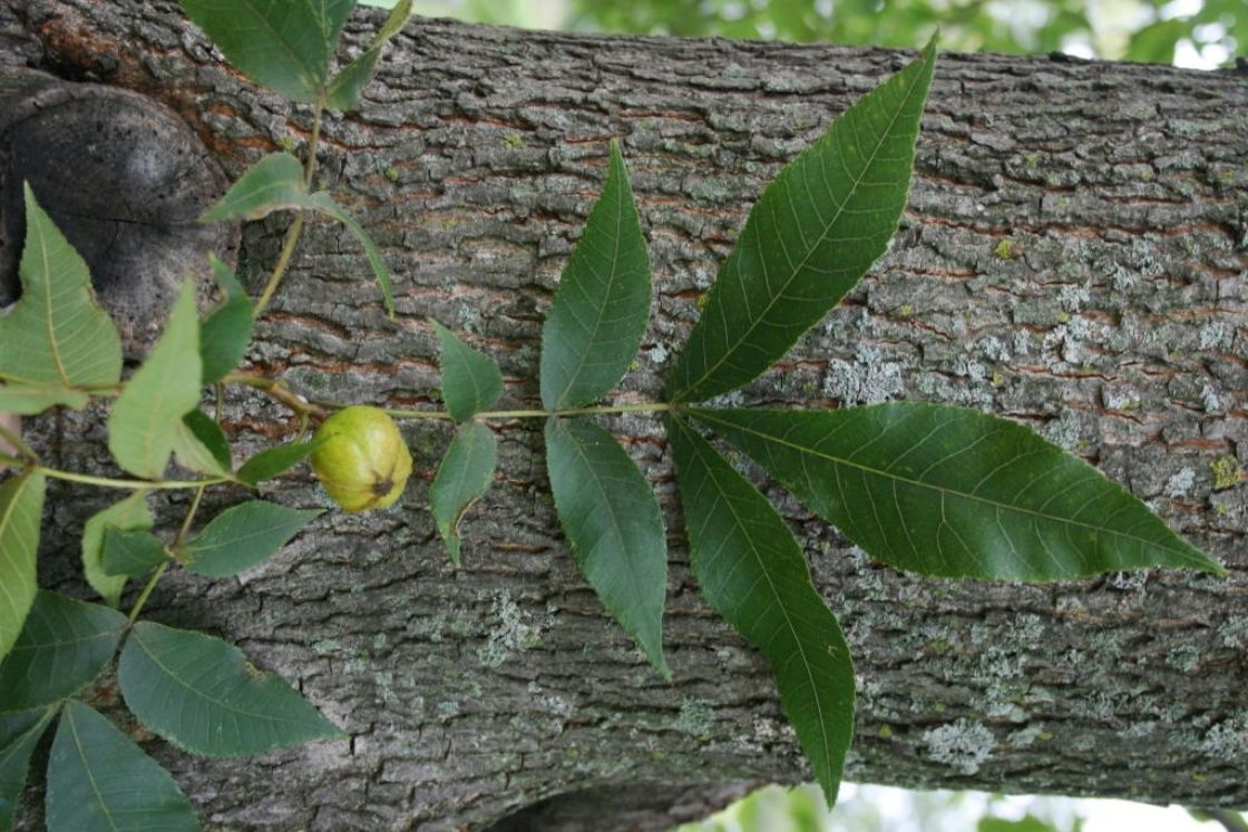 Bitternut Hickory - Pack of 25 Seedling (6"-12")