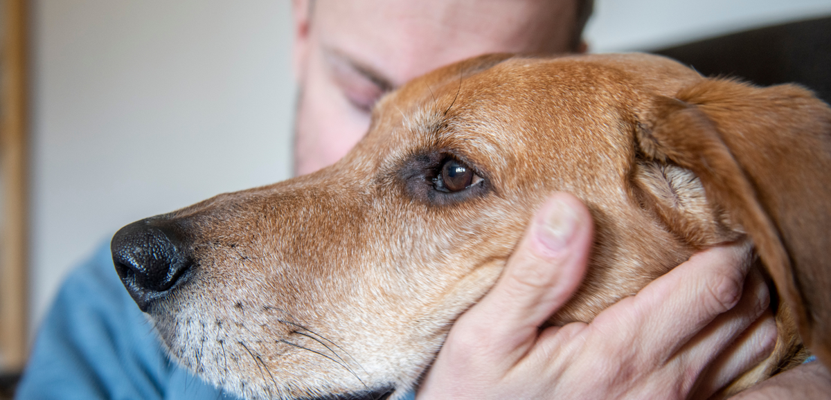 Board and Staff ABOUT US Midlands Humane Society