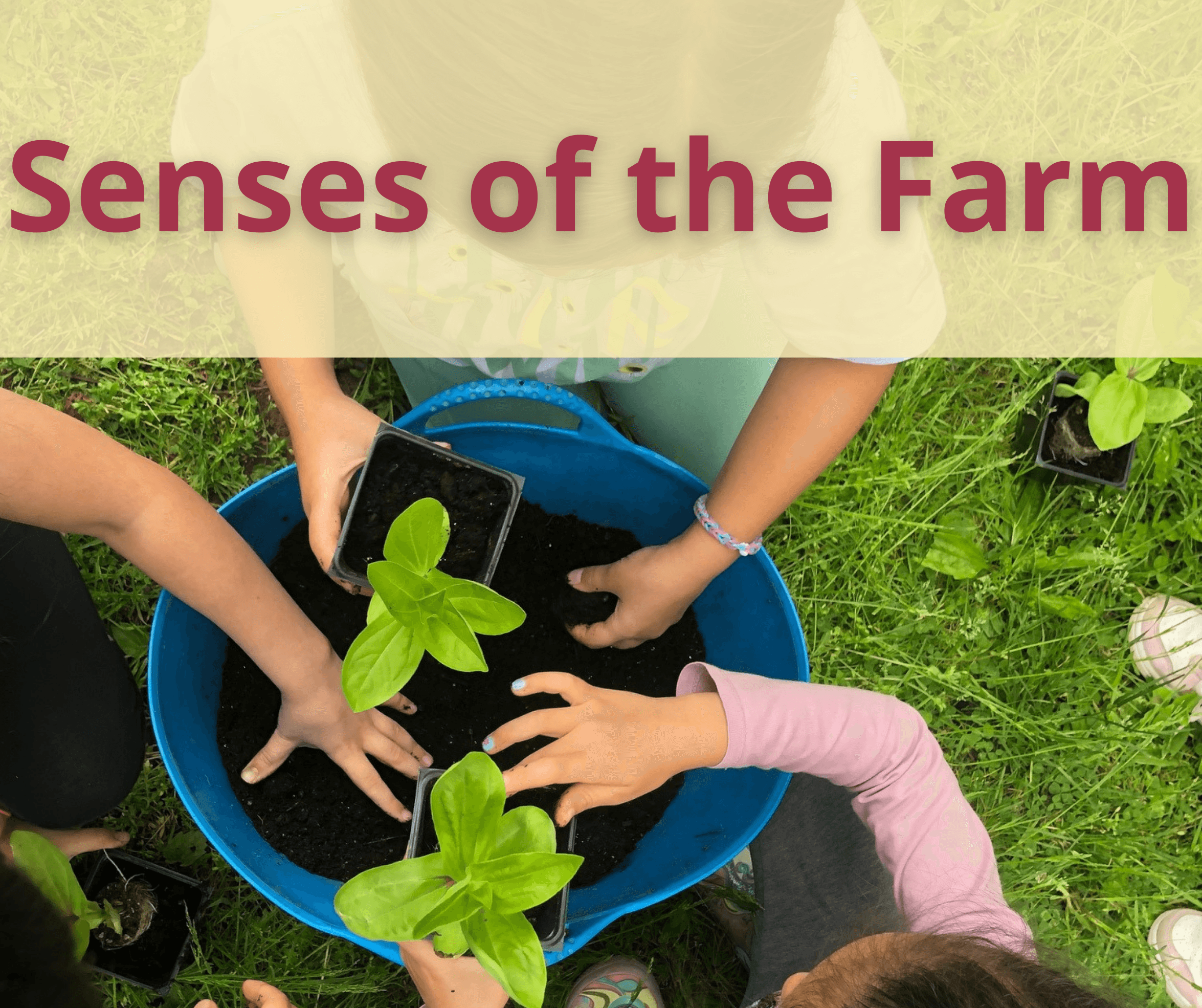 Senses of the Farm