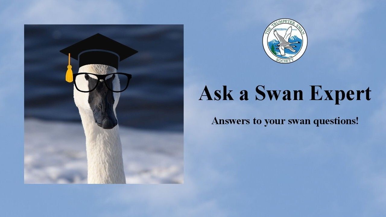 Ask a Swan Expert