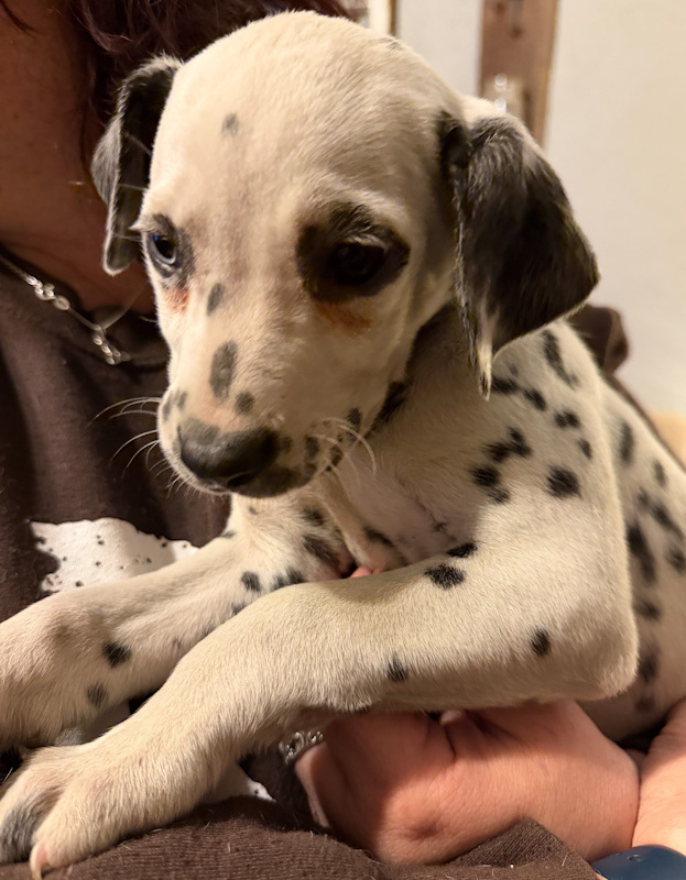 Zelda - ADOPTION PENDING