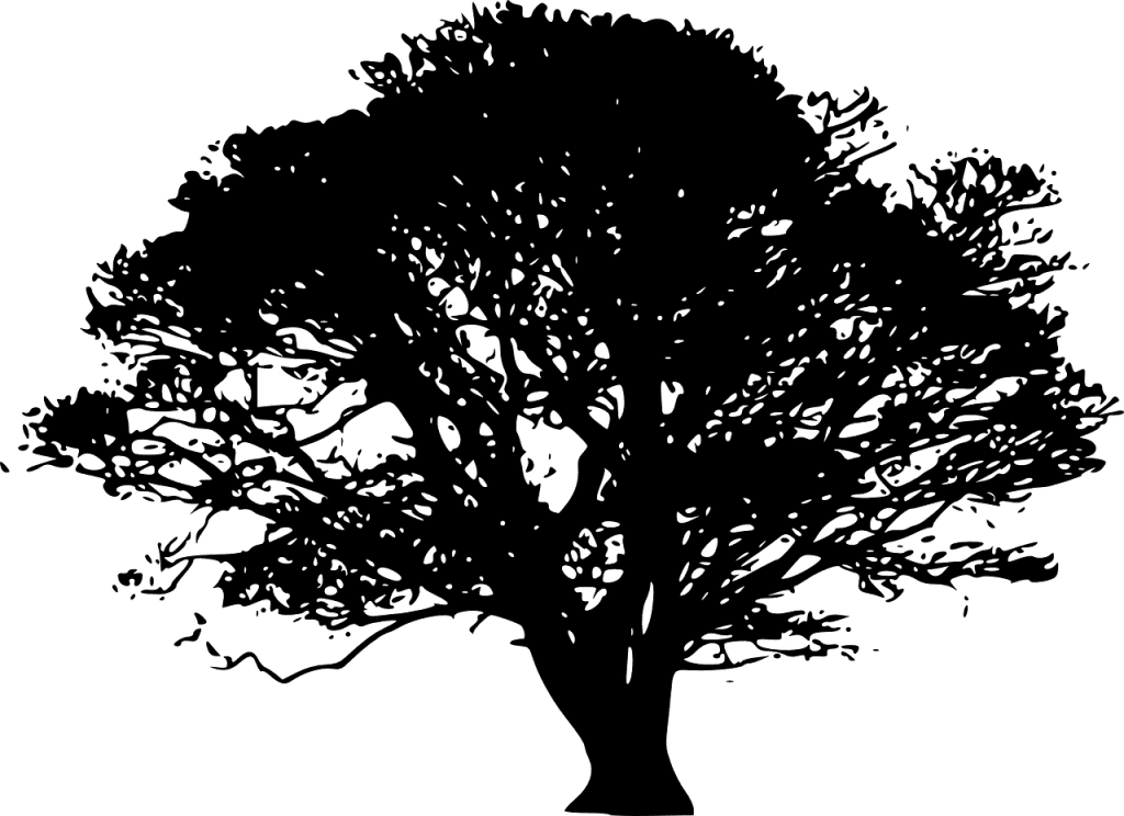 oak tree outline