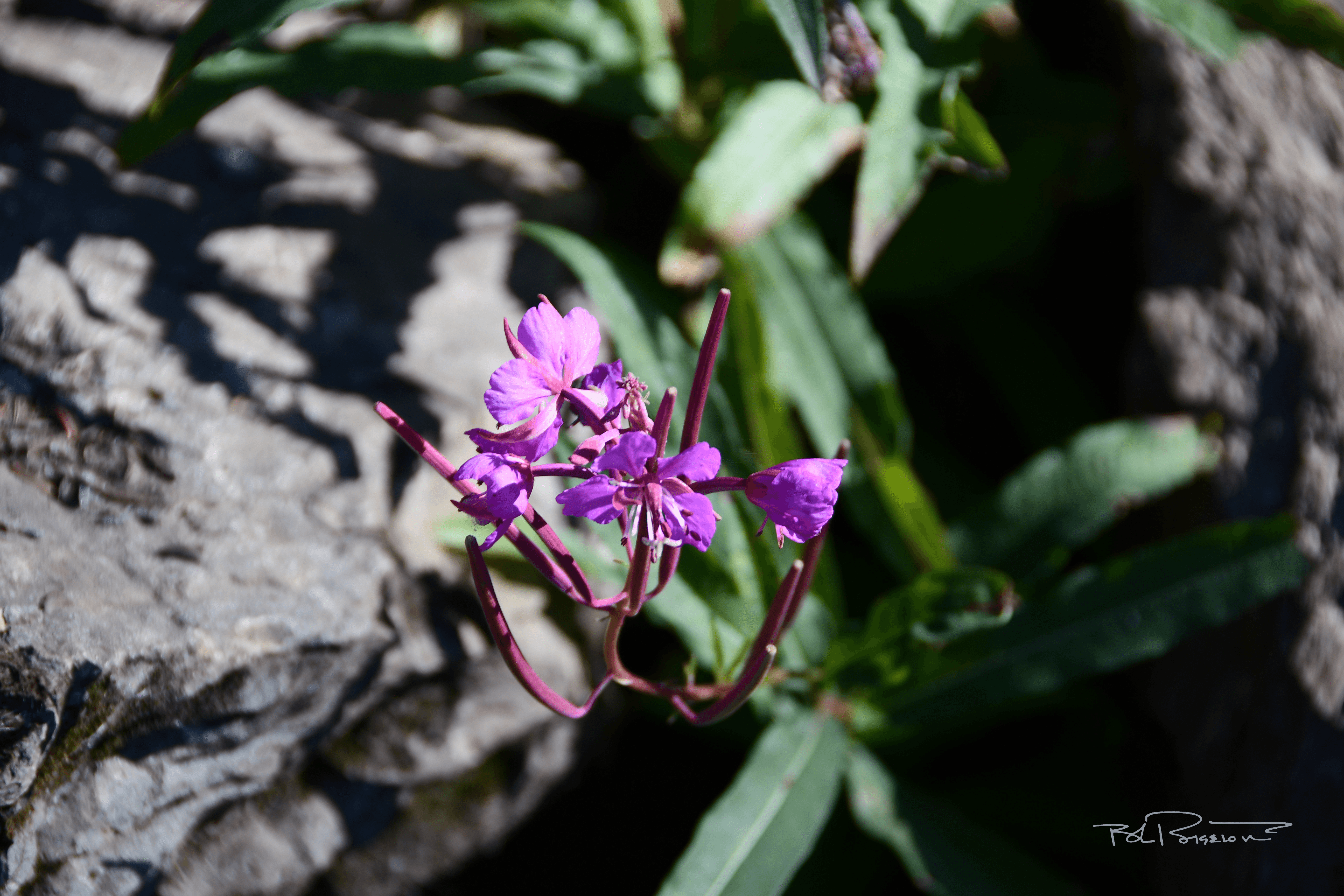 Fireweed Stalk