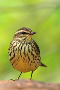 Northern Waterthrush by Greg Lavaty