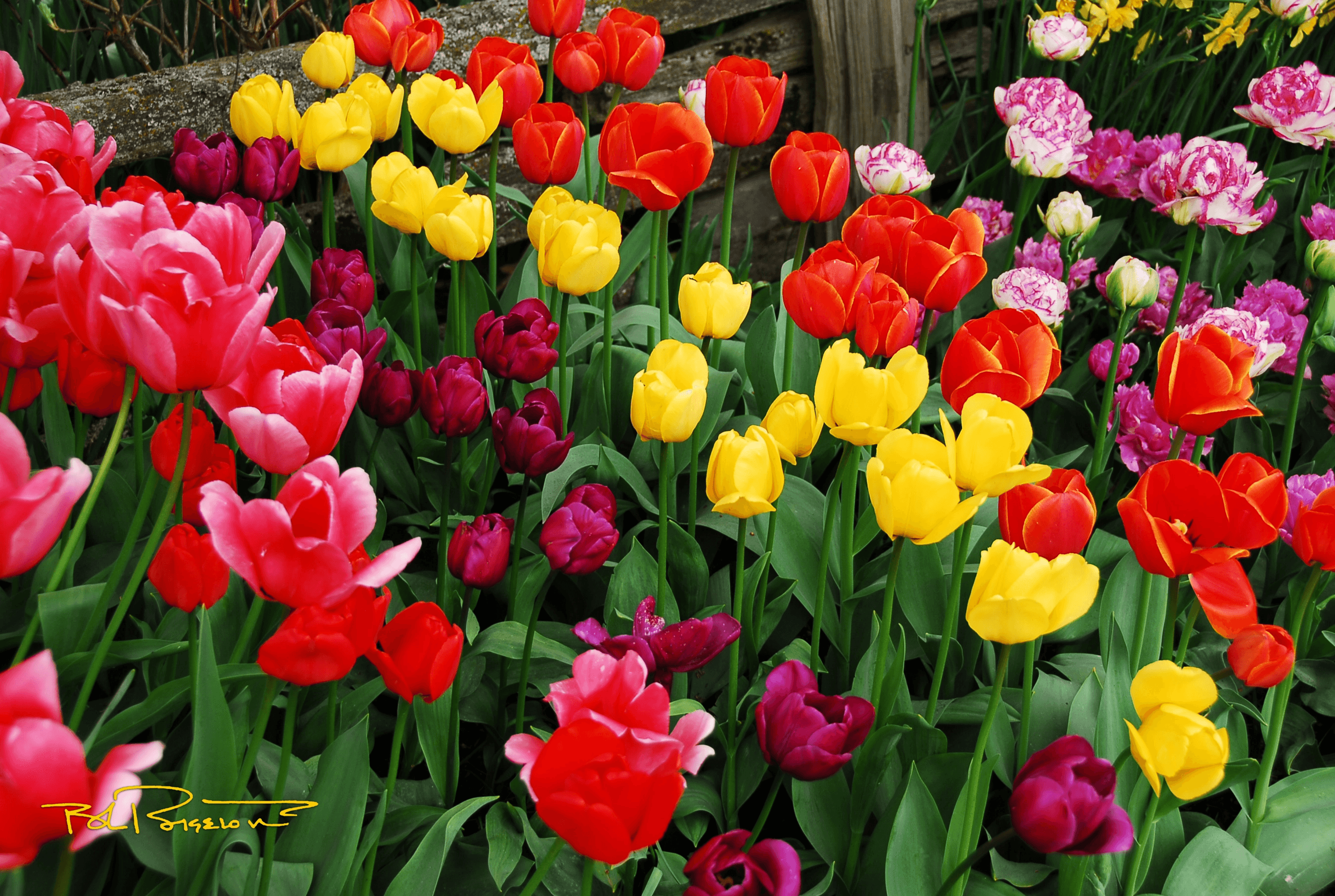 Tulips 4