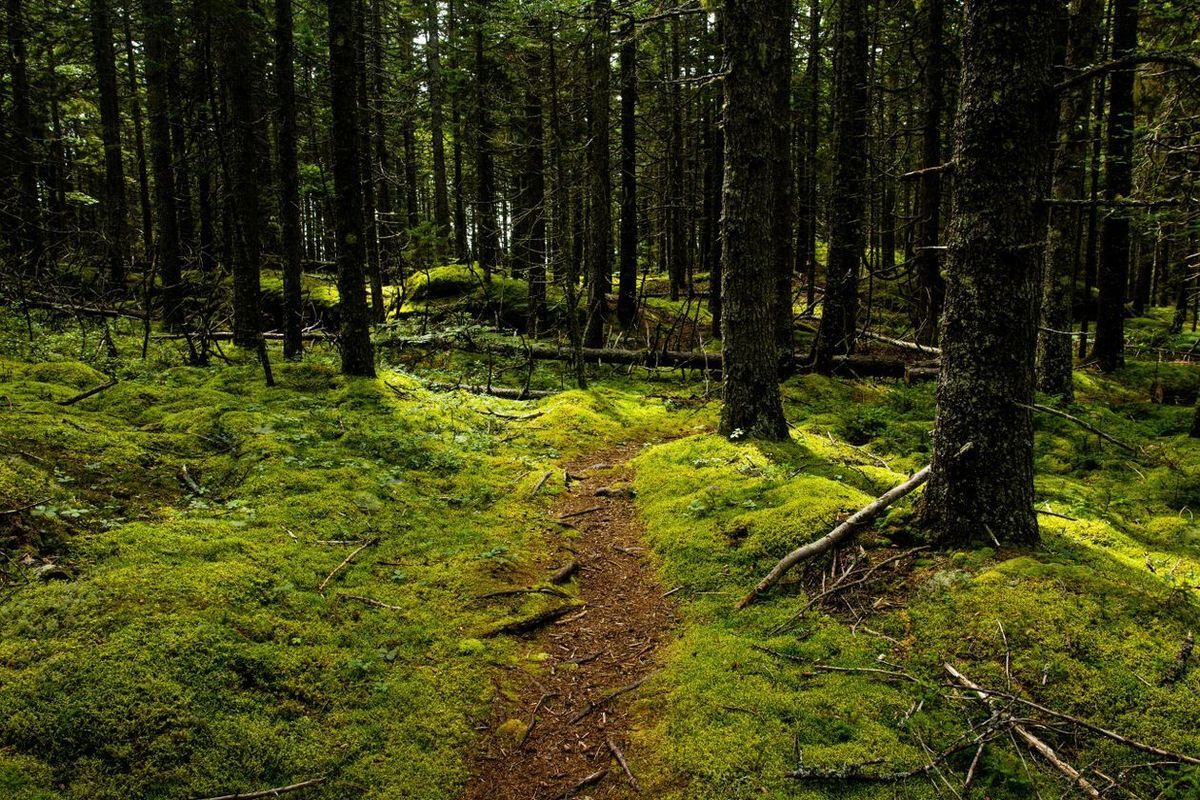 Mossy Forest Path