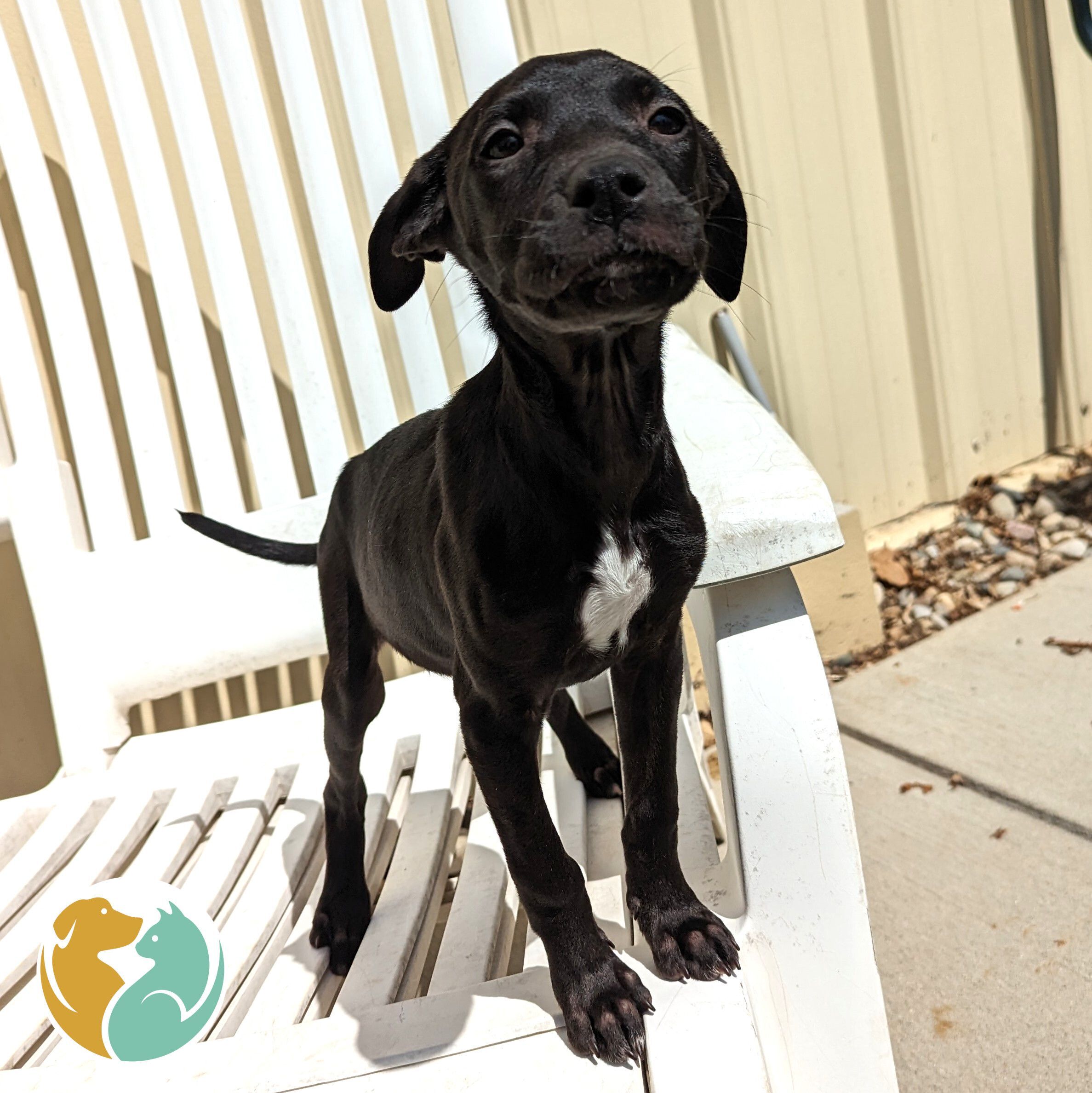 Free Puppies Toledo Ohio - ckjeep2