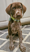 Ernie - ADOPTED