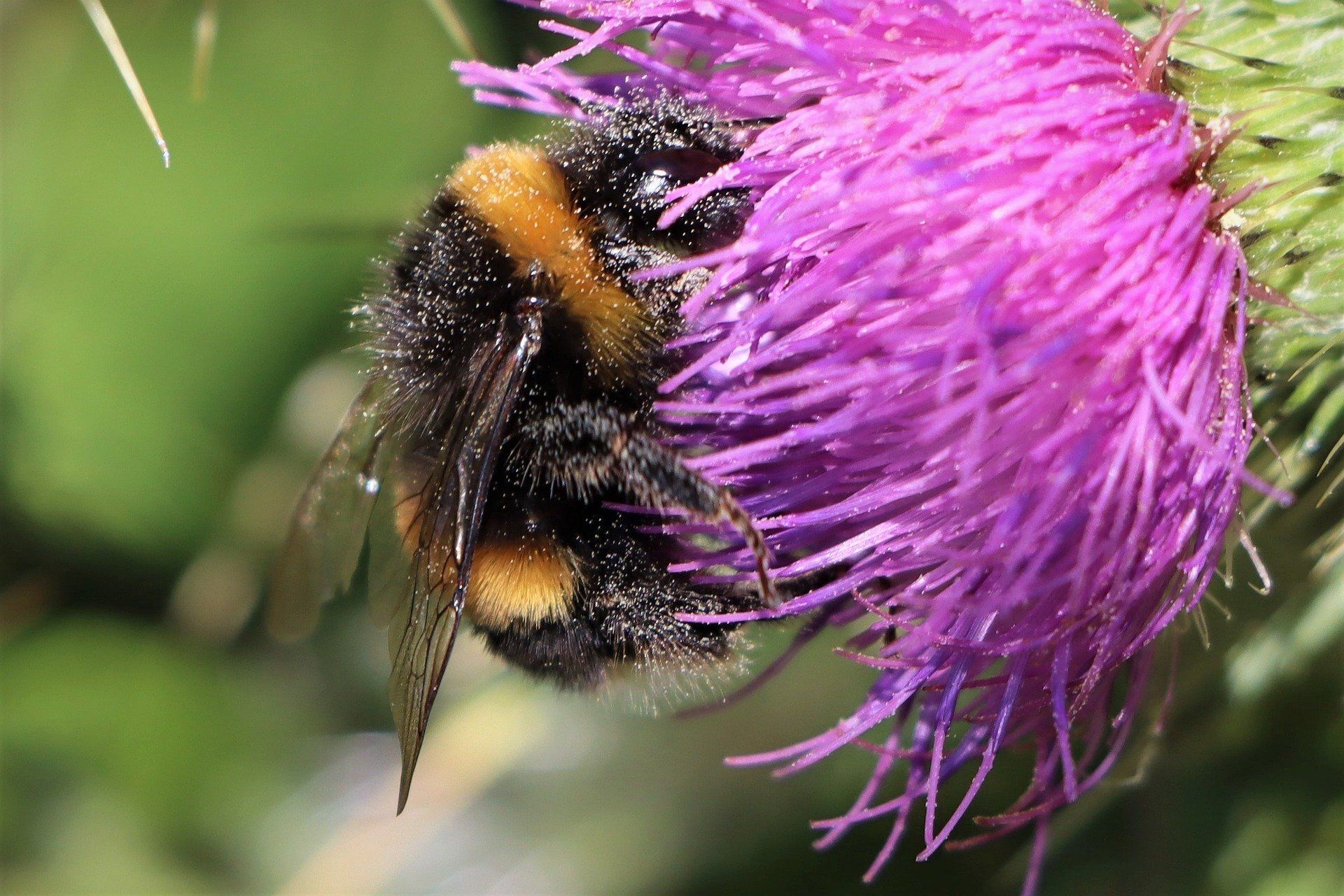 bee in a flower covered in pollen