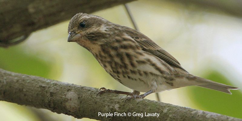 Purple Finch