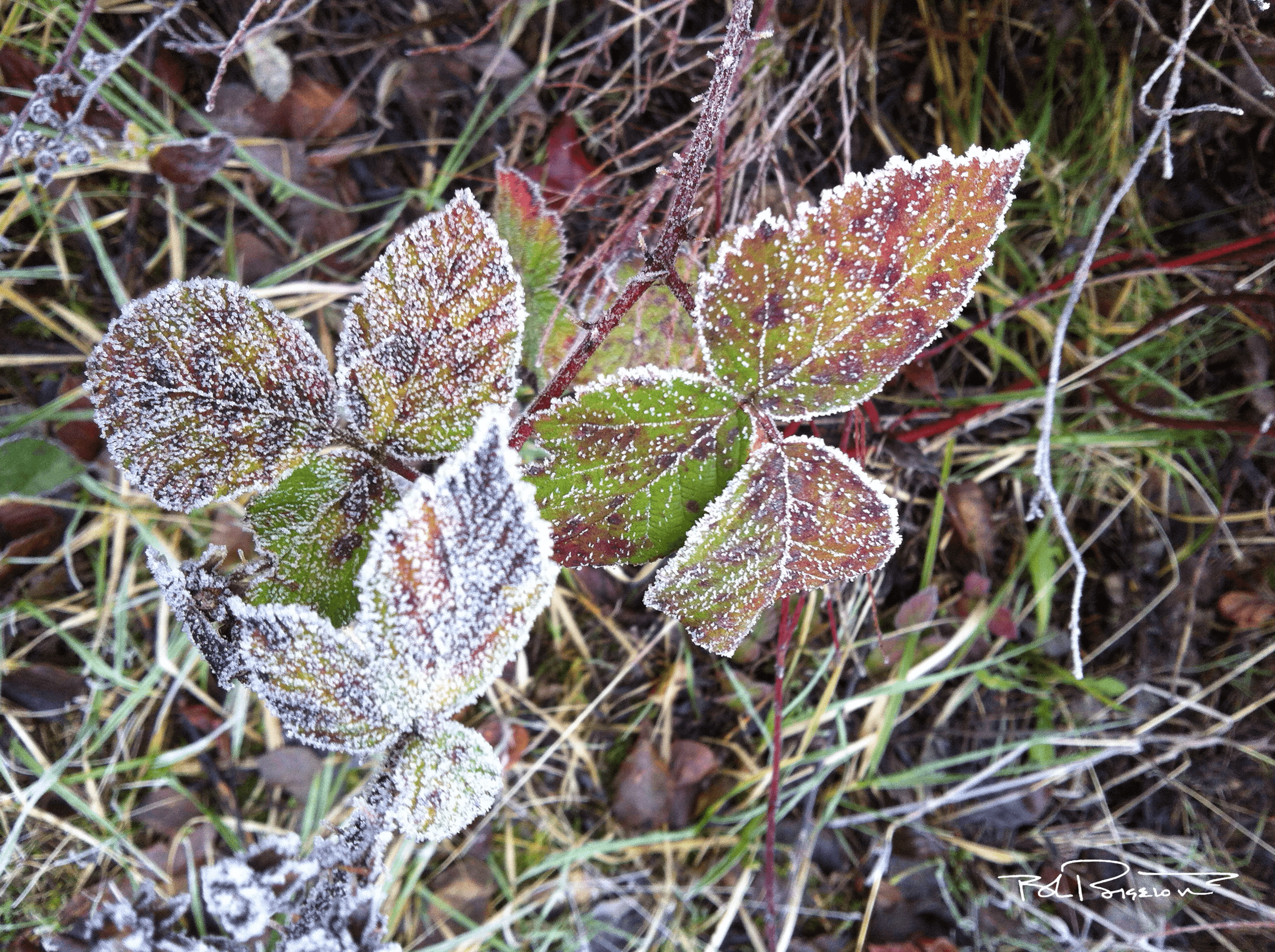 Frosted Leaves