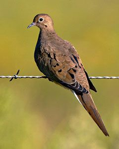 Mourning Dove