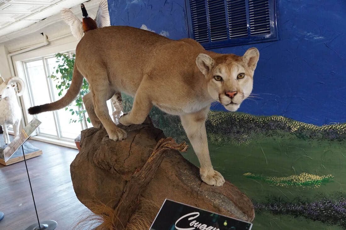 Taxidermy cougar at Lattimore Collection, General Tommy Franks Museum