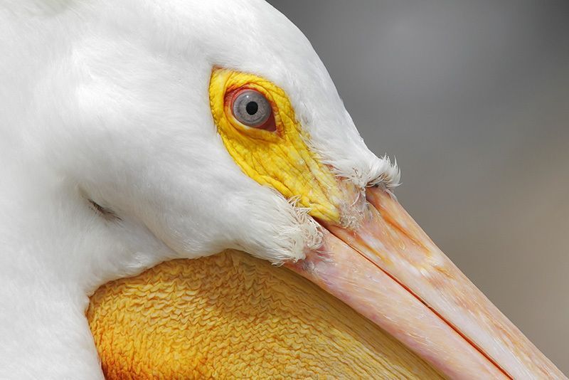 American White Pelican (close-up)