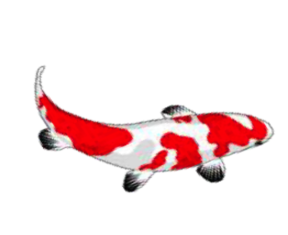 Japanese Koi