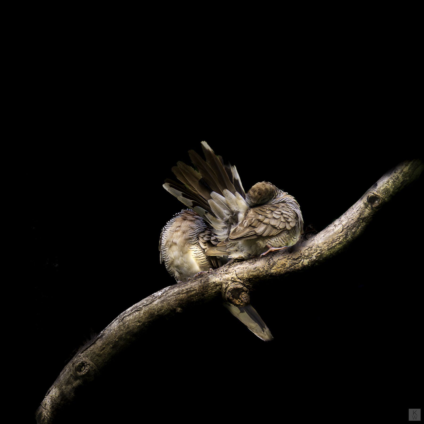 When Healing is a Feathered Thing by Kathryn Winograd