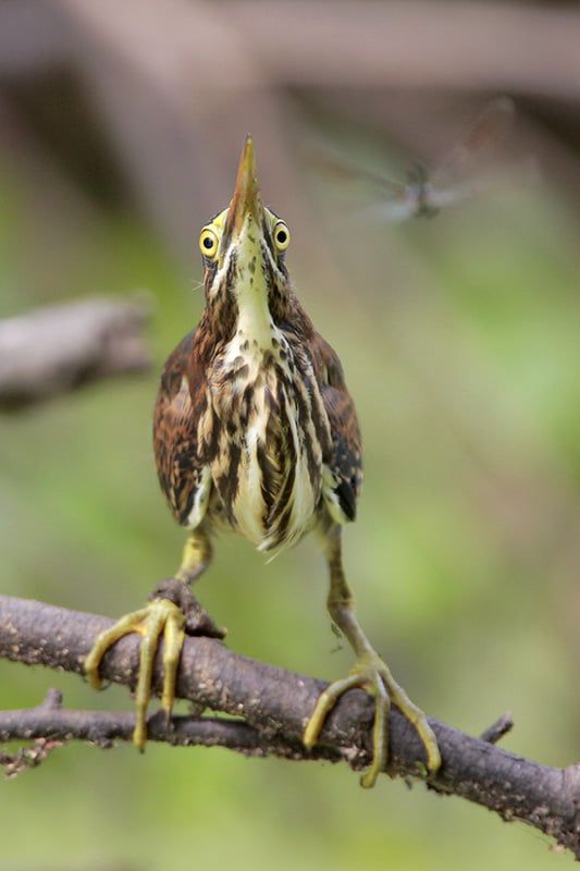 Green Heron