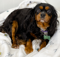 Daphne - ADOPTED