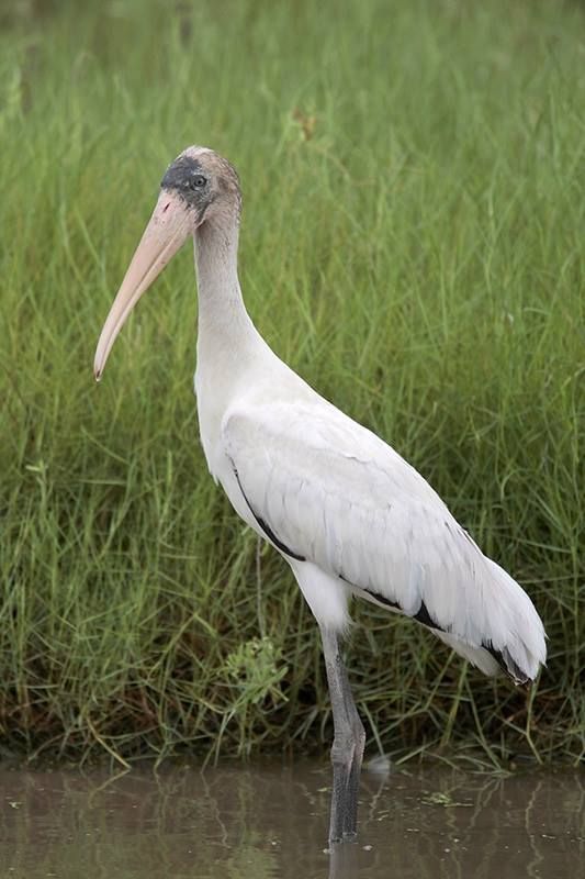 Wood Stork