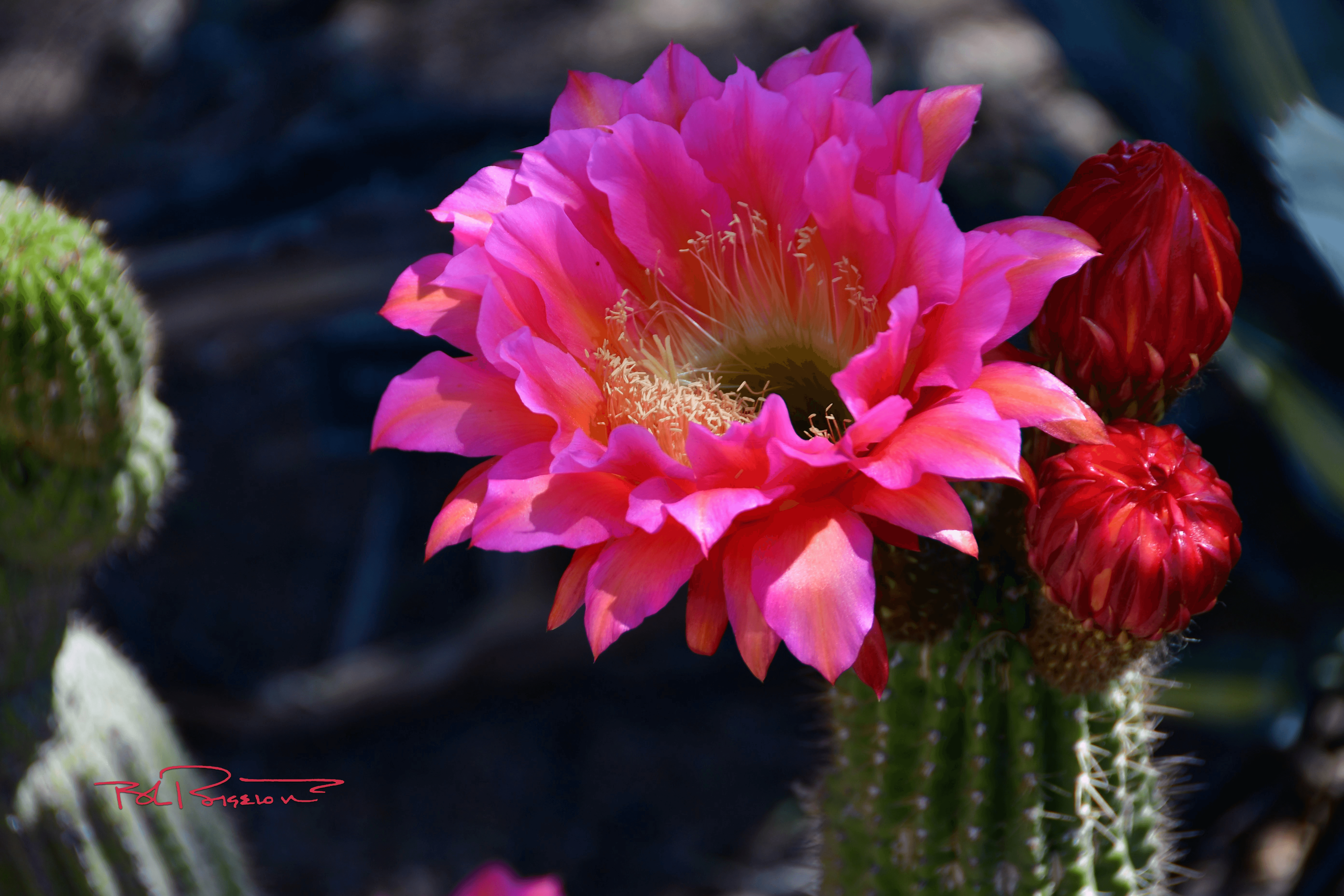 Brillilant Purple Cactus Flower