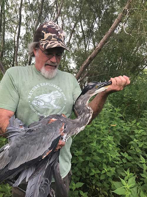 Saving a Great Blue Heron