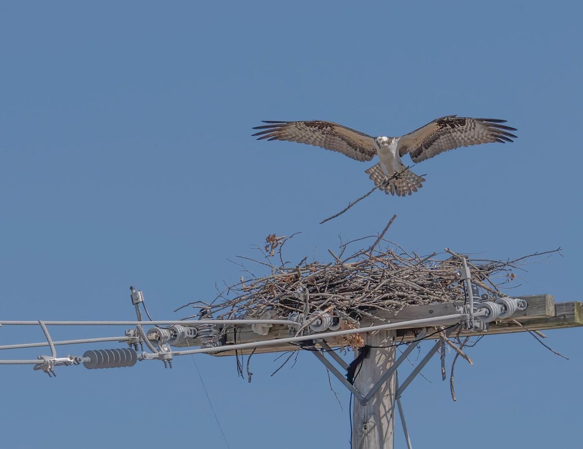 An Osprey with a stick in its talons flying down to its nest on a powerline pole against a blue sky