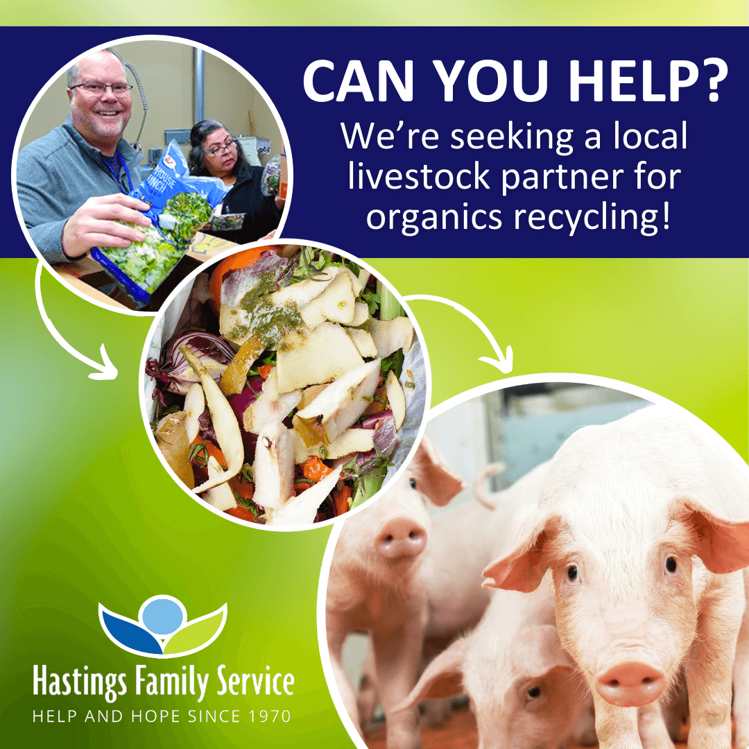 Graphic shows connecting arrows between volunteer sorting lettuce to an organics food scraps image to a group of pigs; text reads can you help? We're seeking a local livestock partner for organics recycling!