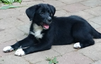 Charlotte - ADOPTED