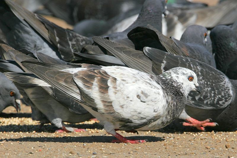 Rock Pigeons